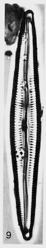 Encyonopsis subspicula orig illus 2