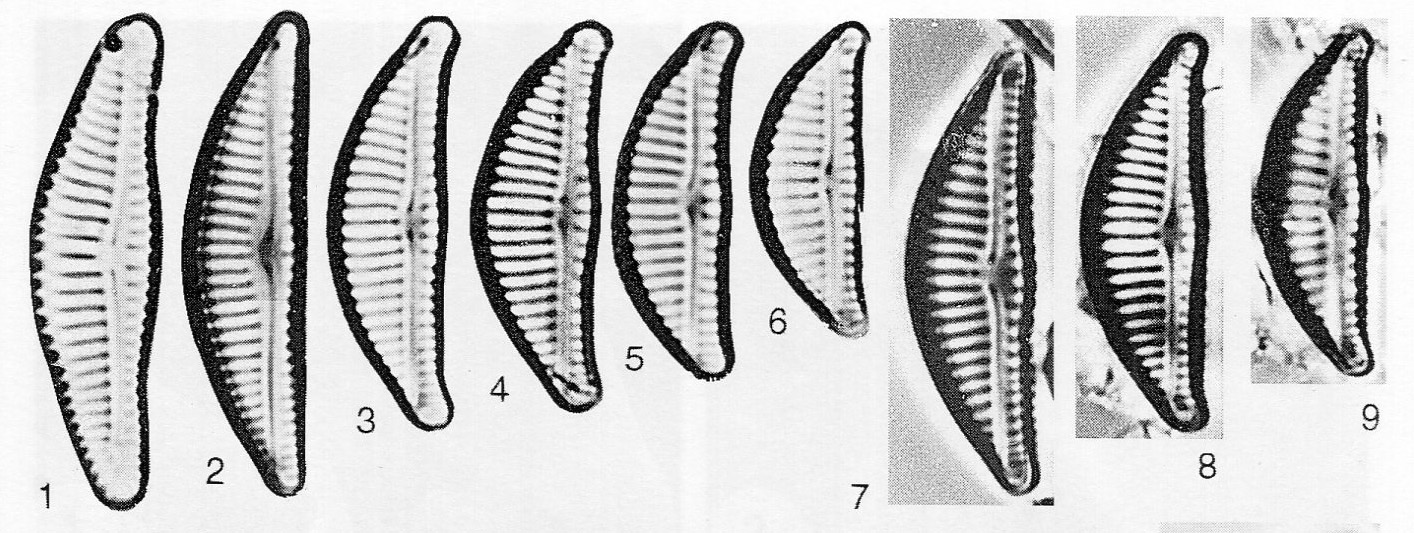 Encyonema brevicapitatum orig illus