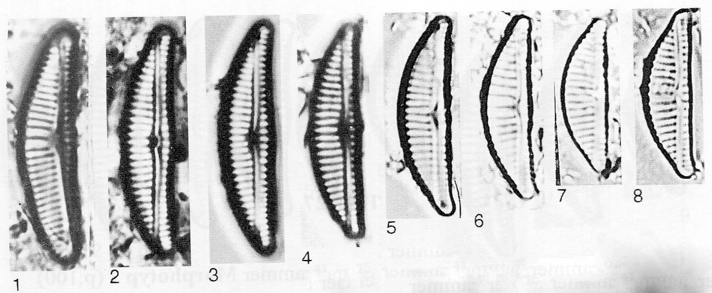 Encyonema fogedii orig illus