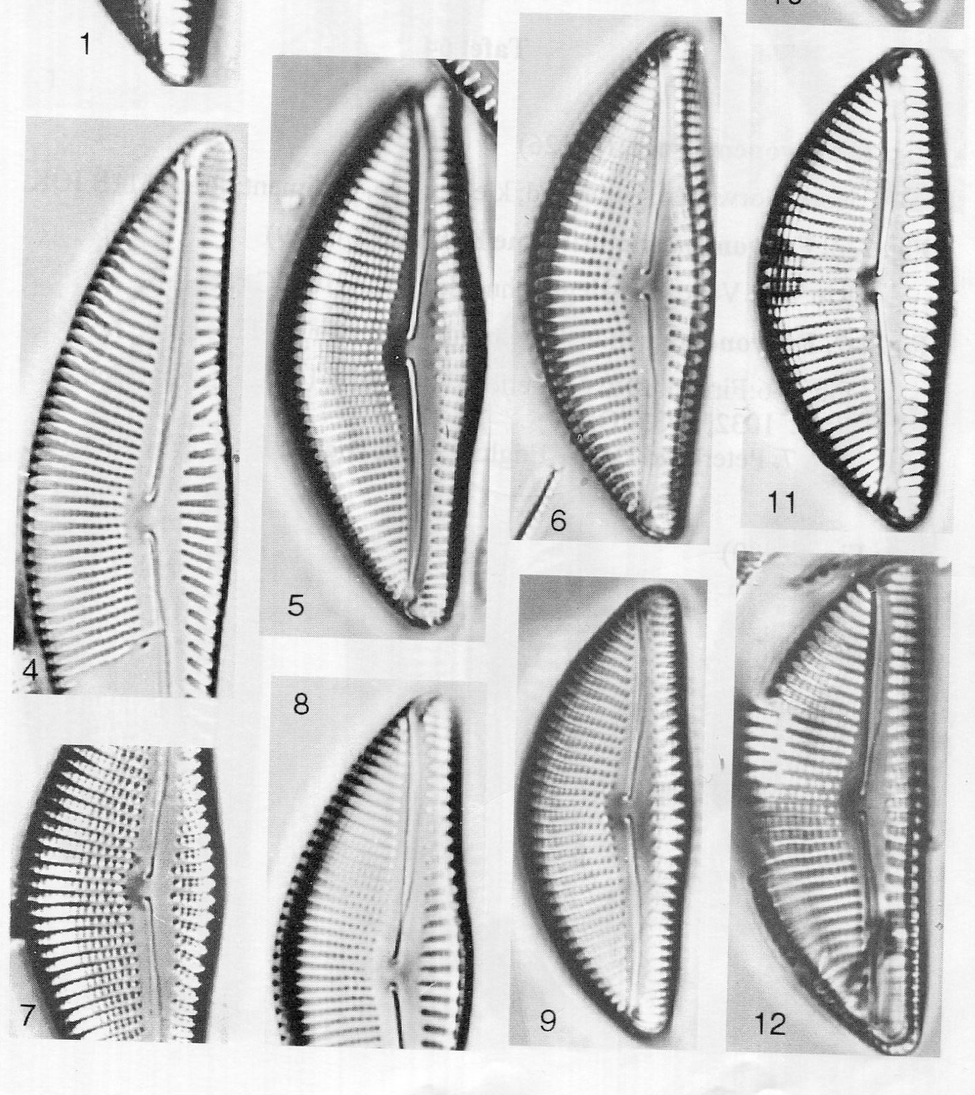 Encyonema Kamtschaticum Origimag001