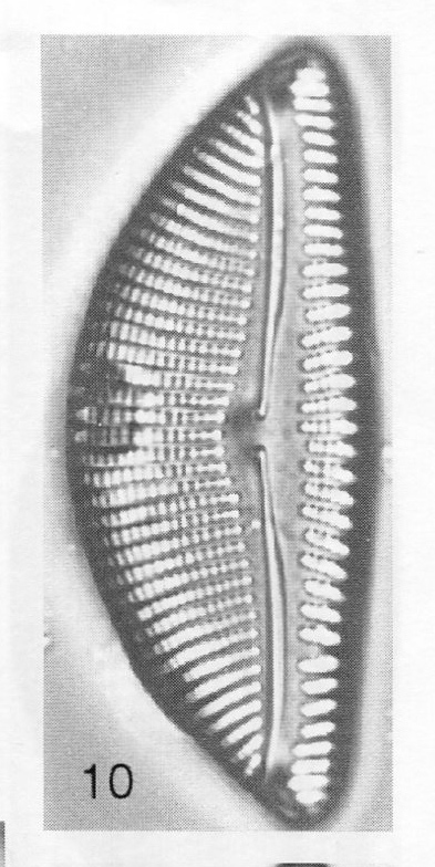 Encyonema Kamtschaticum Origimag002