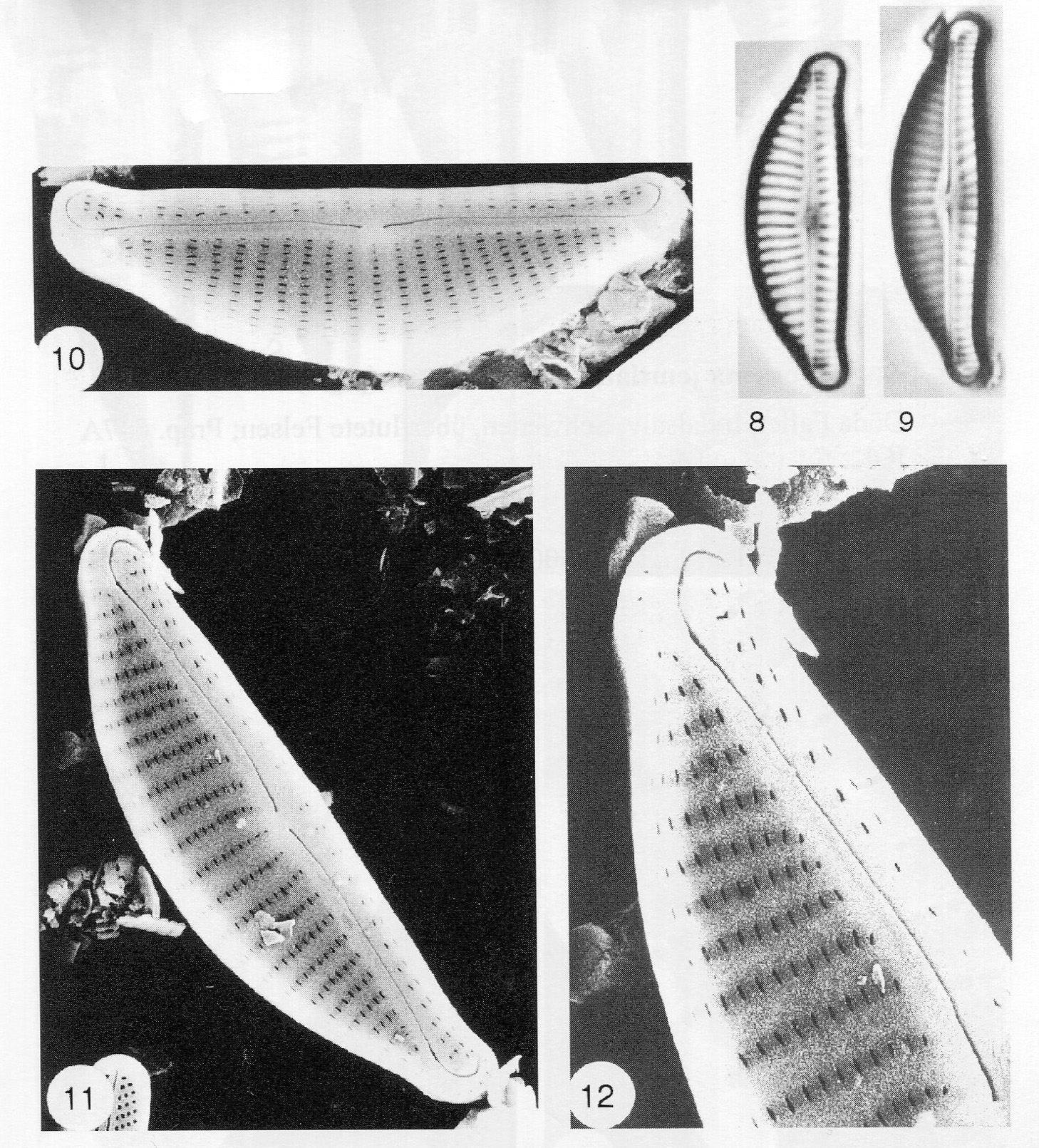 Encyonema latecapitatum orig illus