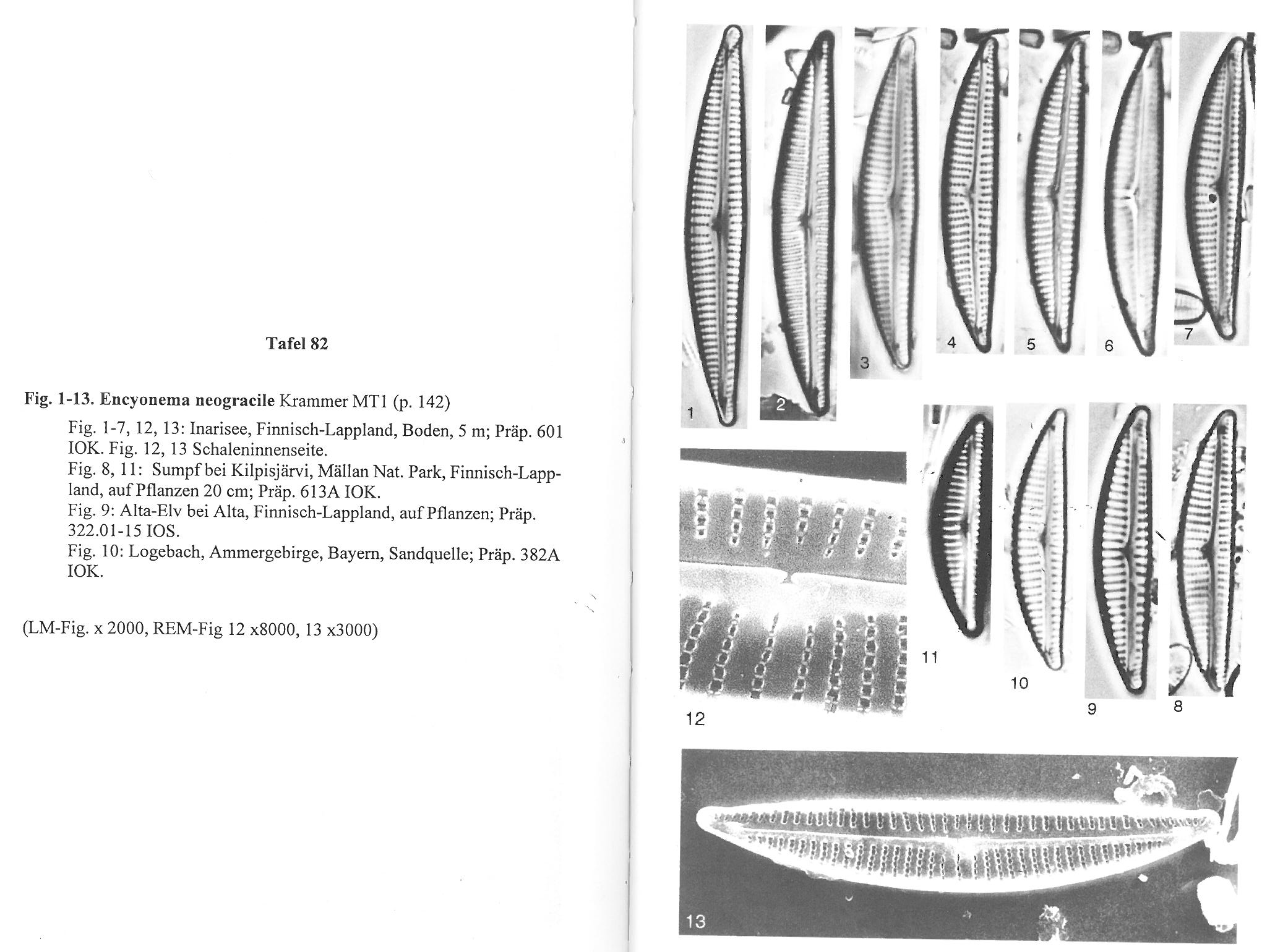 Encyonema neogracile orig illus