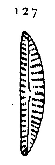 Cymbella paucistriata orig illus
