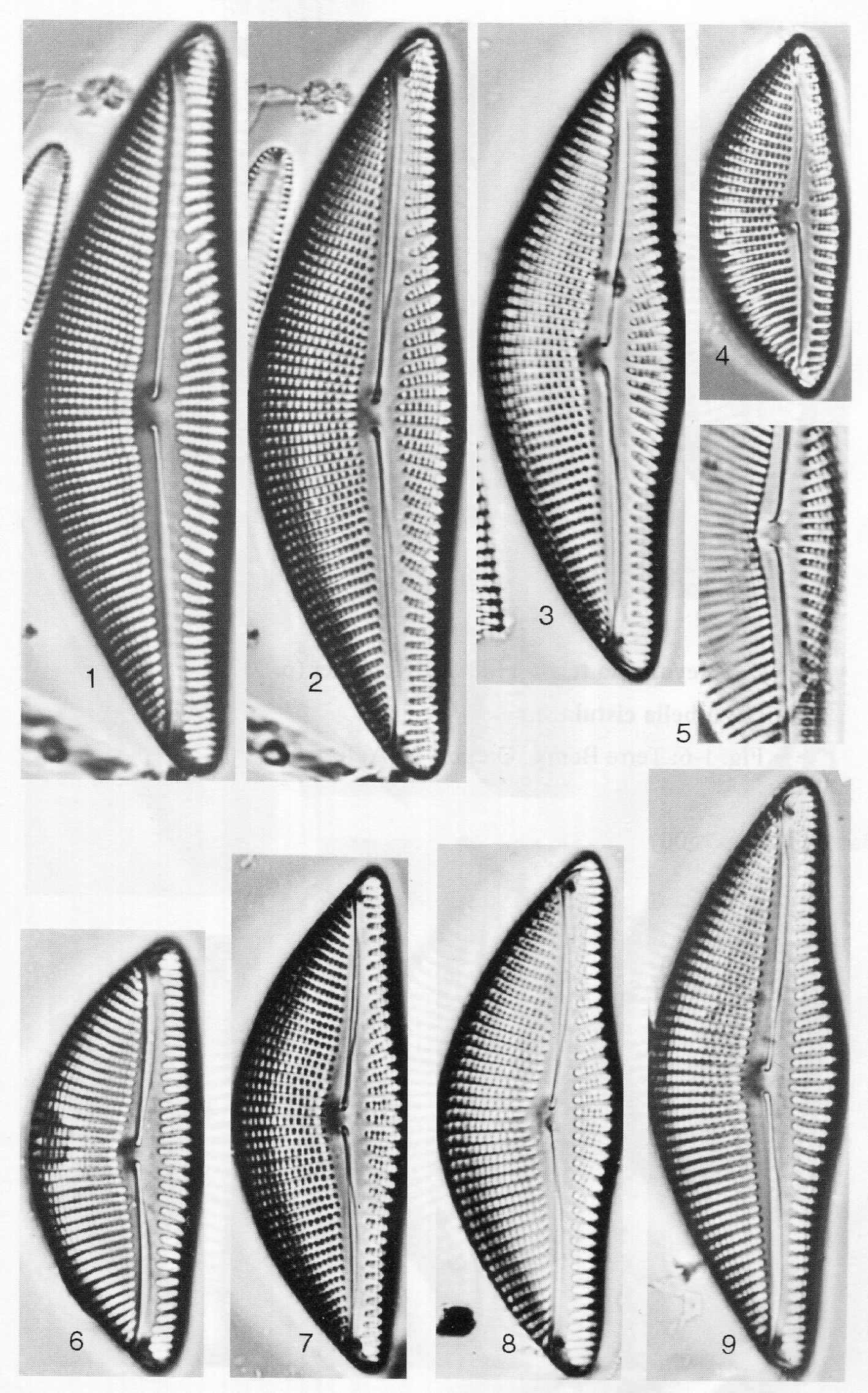 Encyonema Sinicum Origimag001