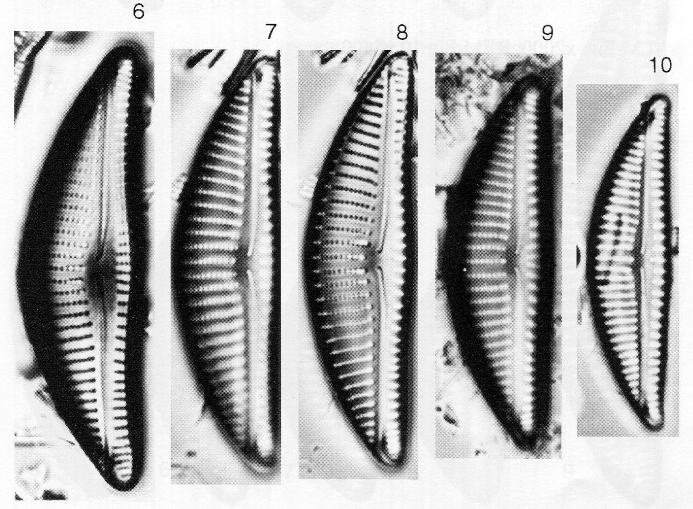 Encyonema vulgare orig illus 2