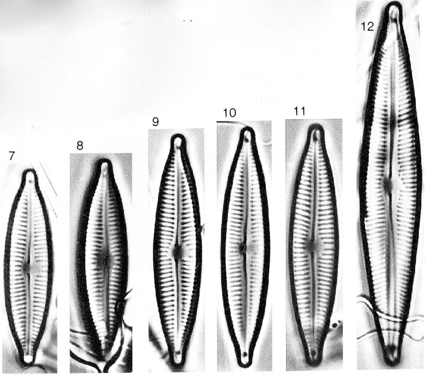 Encyonopsis cesatiformis orig illus