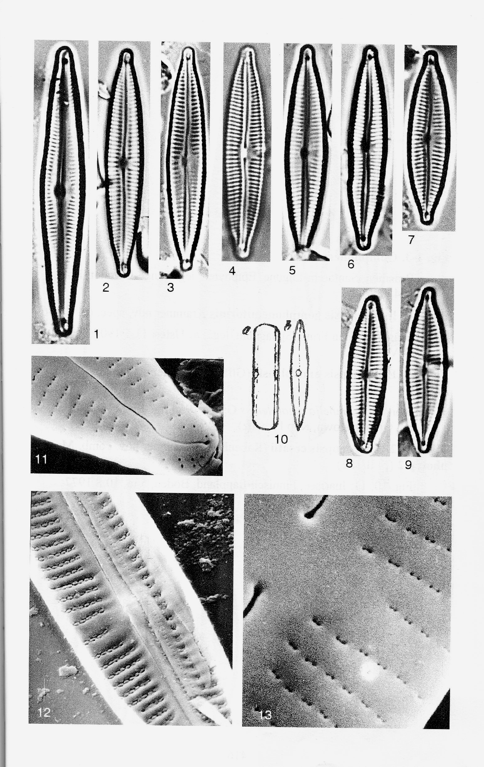 Encyonopsis Cesatii Origimag001