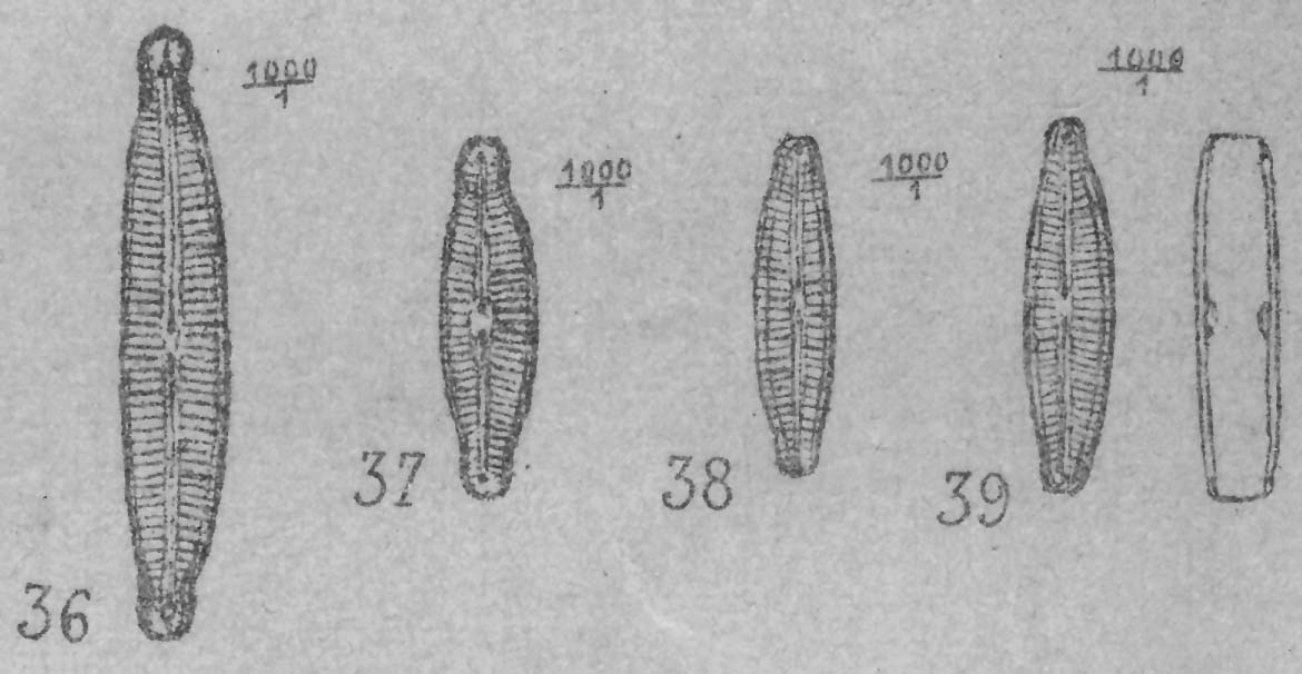 Encyonopsis Microcephala  Ill
