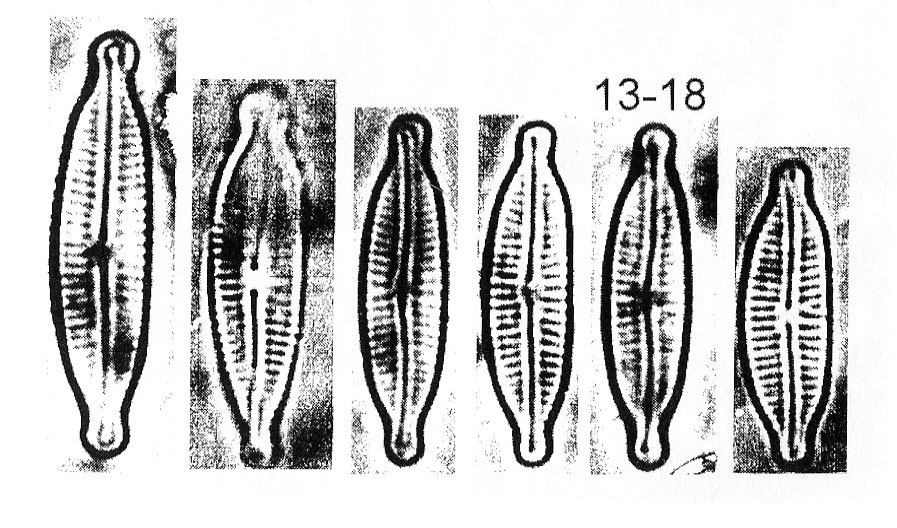 Encyonopsis Microcephala Origimag001