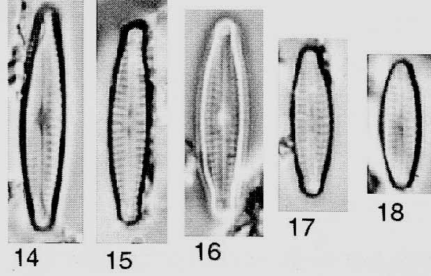 Encyonopsis Moseri Origimag01027