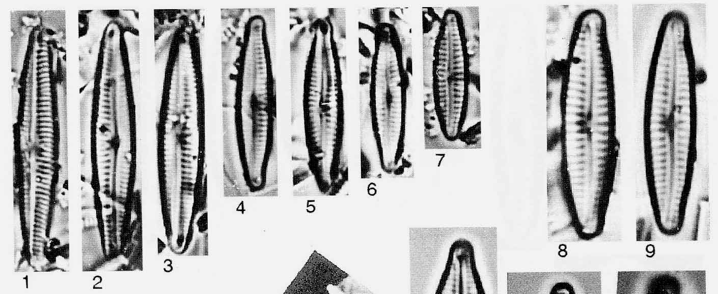 Encyonopsis Moseri Origimag02028