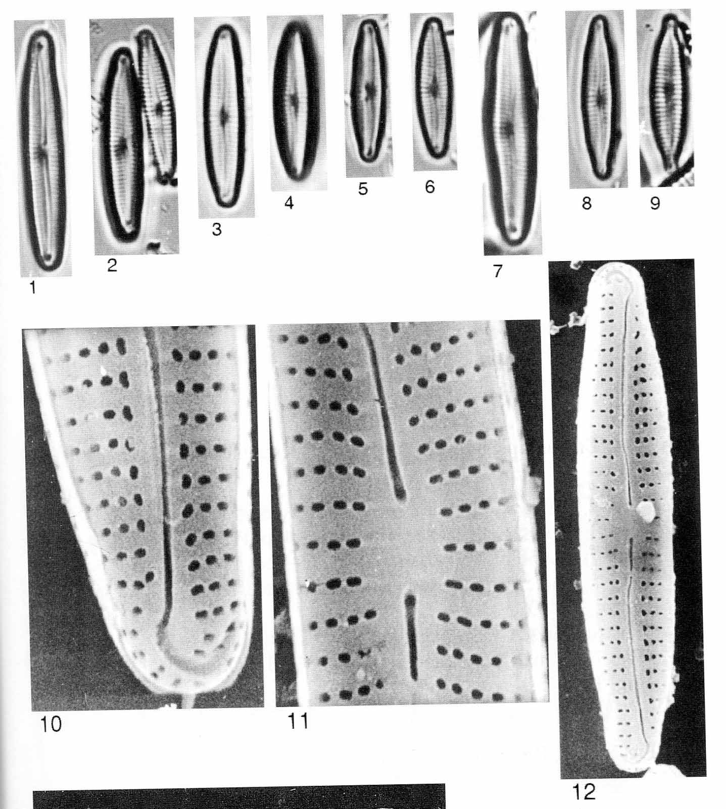 Encyonopsis Perborealis Origimag025