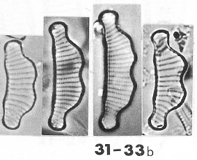 Eunotia satelles orig illus 2