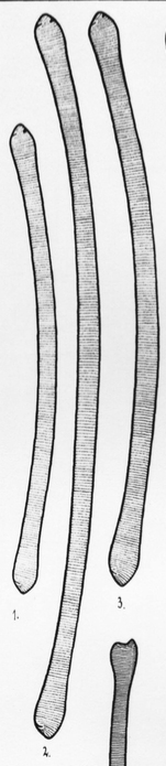 Eunotia tautoniensis orig illus 2