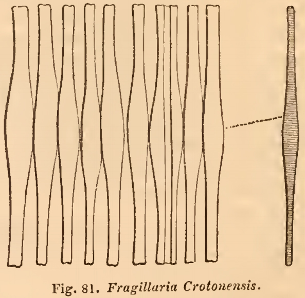 Fragilaria cotonensis orig illus