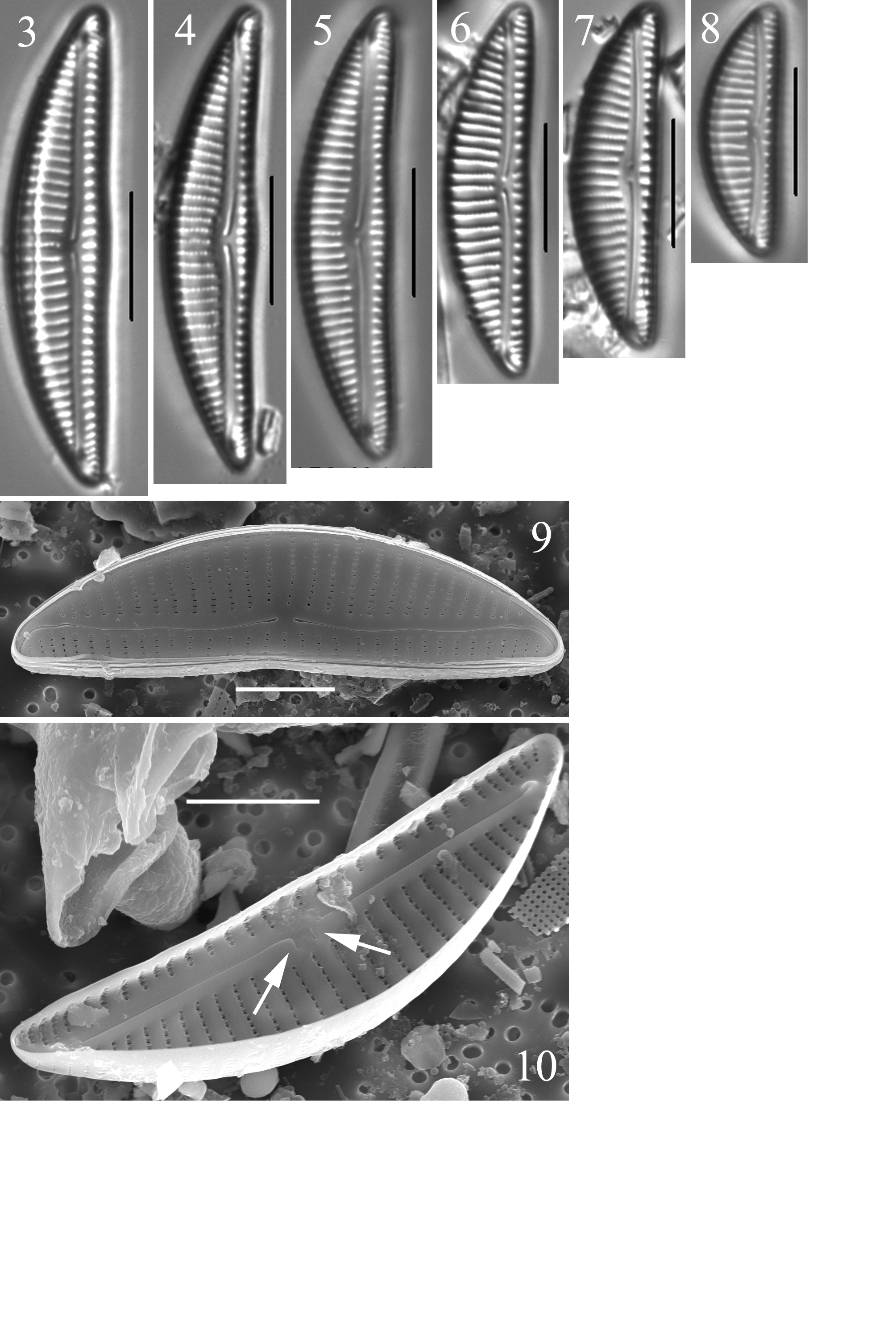 Encyonema droseraphilum orig illus