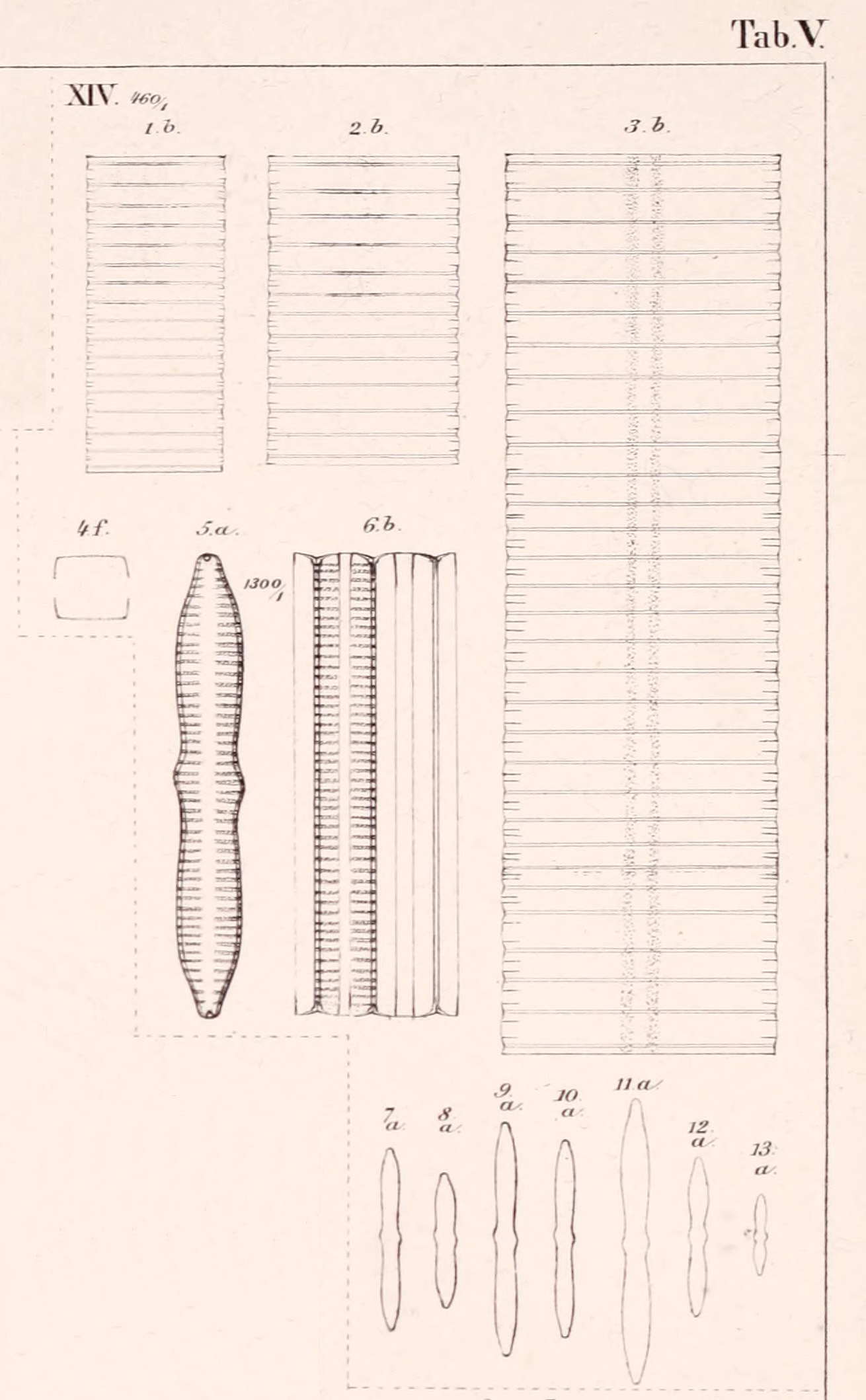 Fragilaria Bidens  Heiberg 1863  Plate5 Fig14