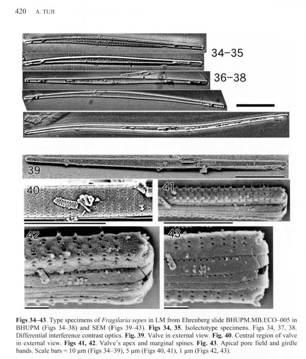 Fragilaria sepes LECTOTYPE