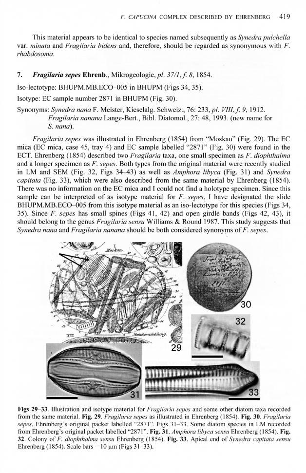 Fragilaria sepes LECTOTYPE