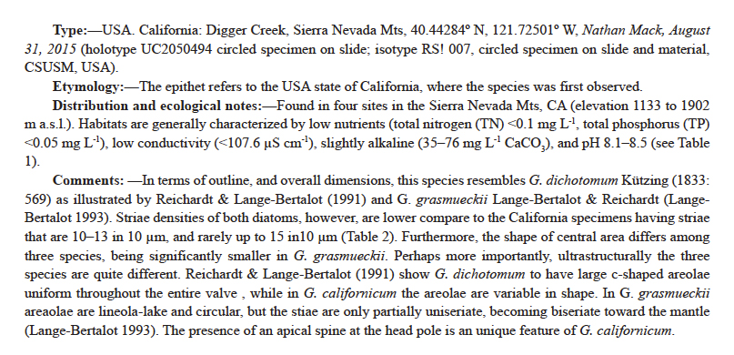 Gomphonema californicum orig desc 2