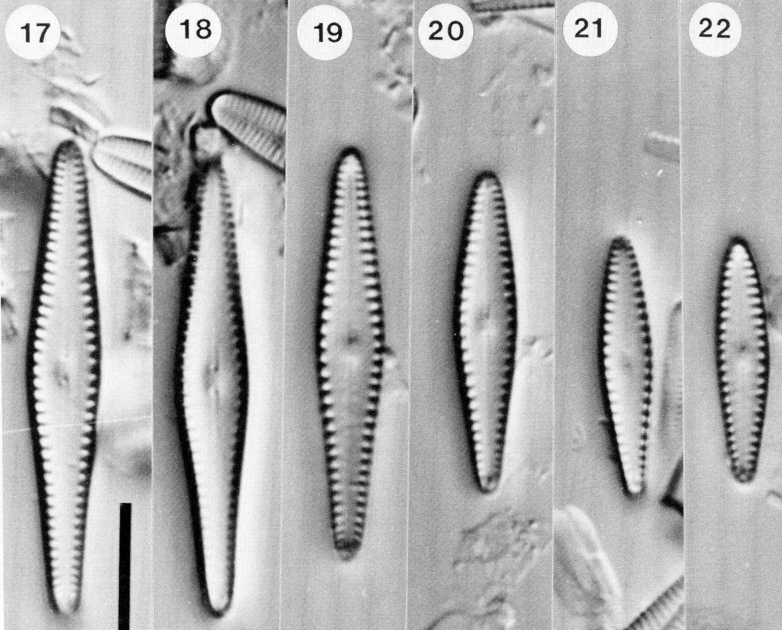 Gomph Patricki Origimag  Lm002