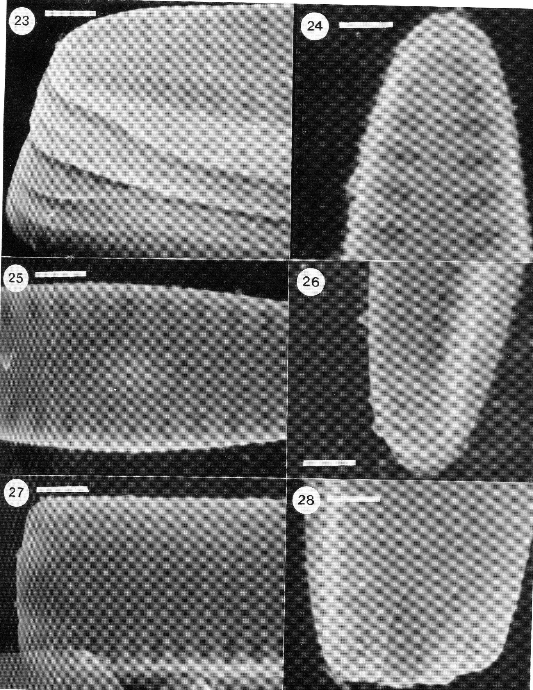 Gomph Patricki Origimag  Sem1003