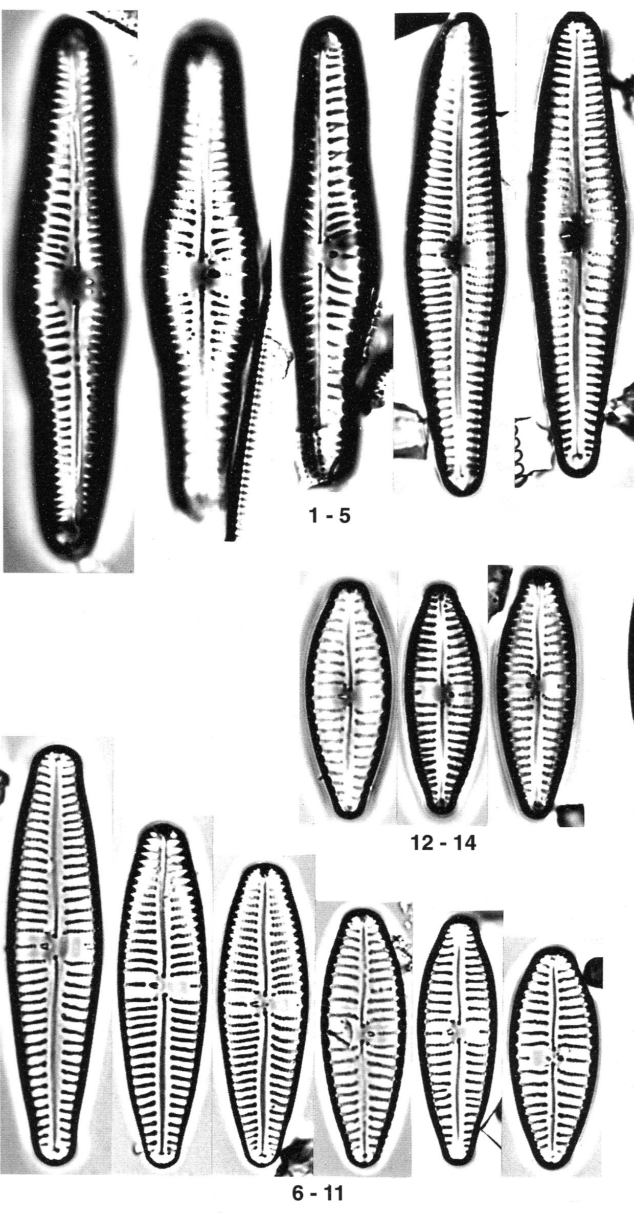 Gomphonema Americobtusatum Origimag001