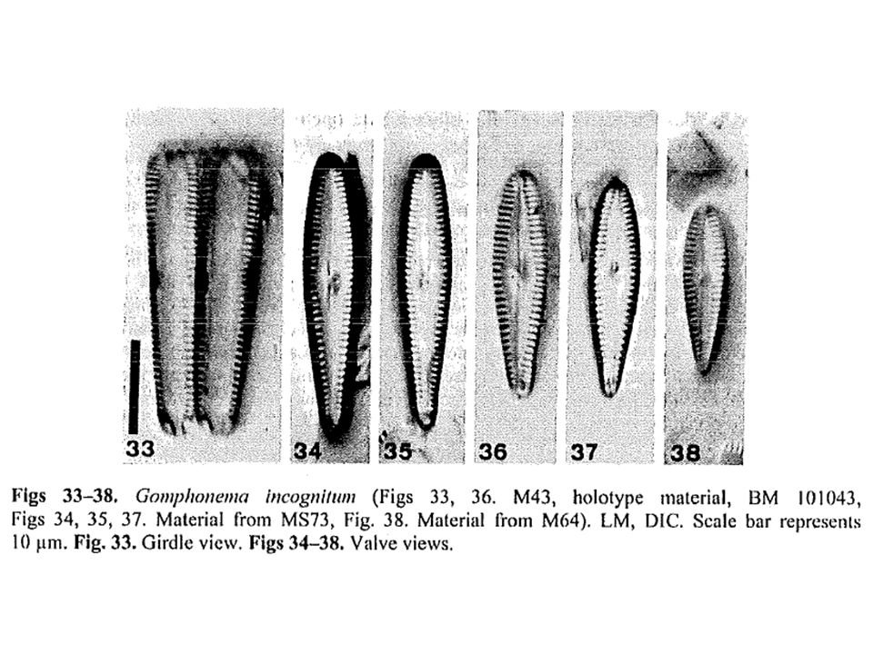 Gomphonema Incognito Img