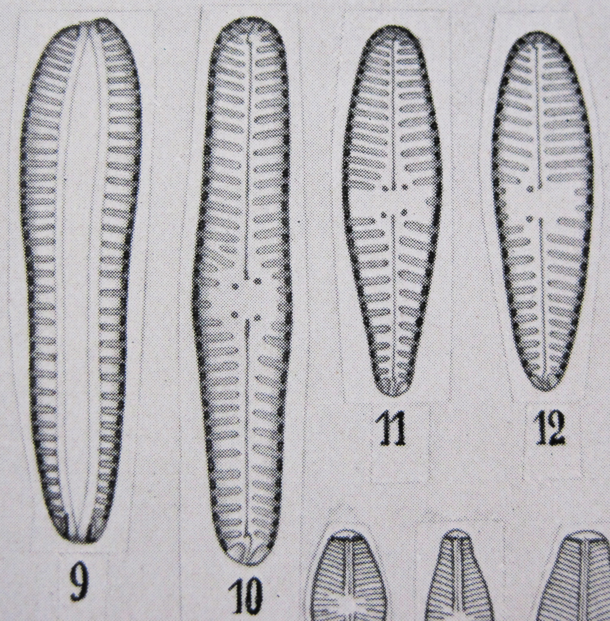 Gomphonema Olivaceoides  Hustedt 1950  Figures