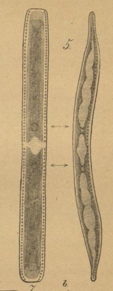 Hantzschia elongata orig ill