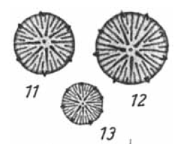 Hustedt  D  Woltereckii Images