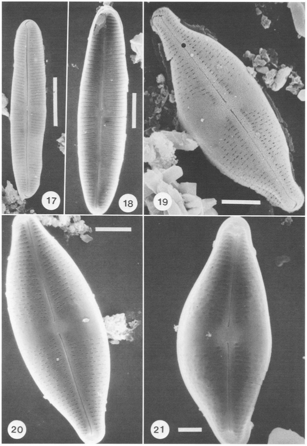 Kociolek Herbst 1992 Diatoms At 2