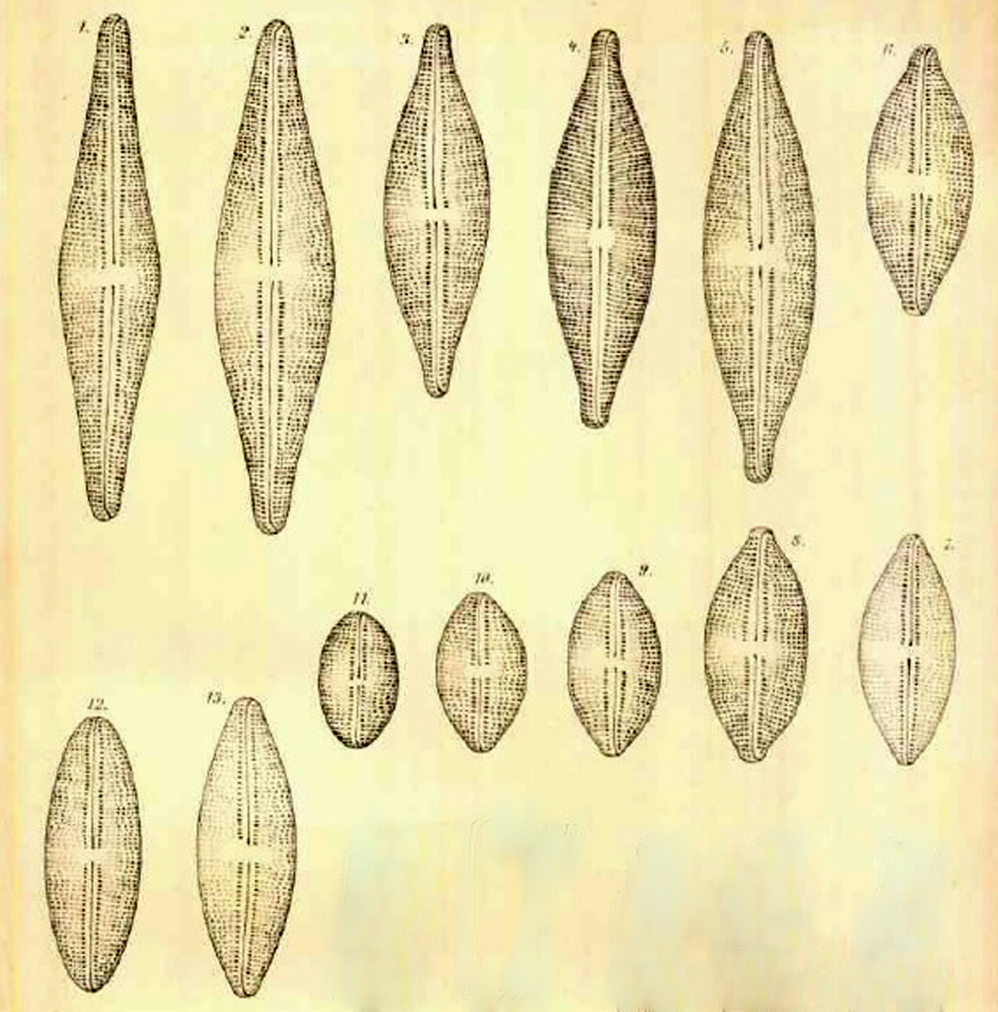 Mueller 1900 Anomoeoneis Sphaerophora Varieties