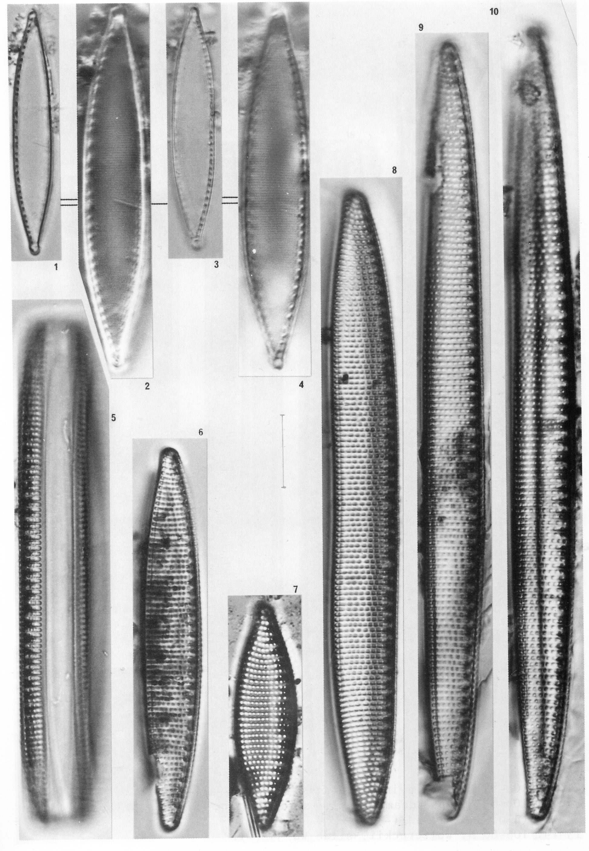 Niampibioides  Simonsen