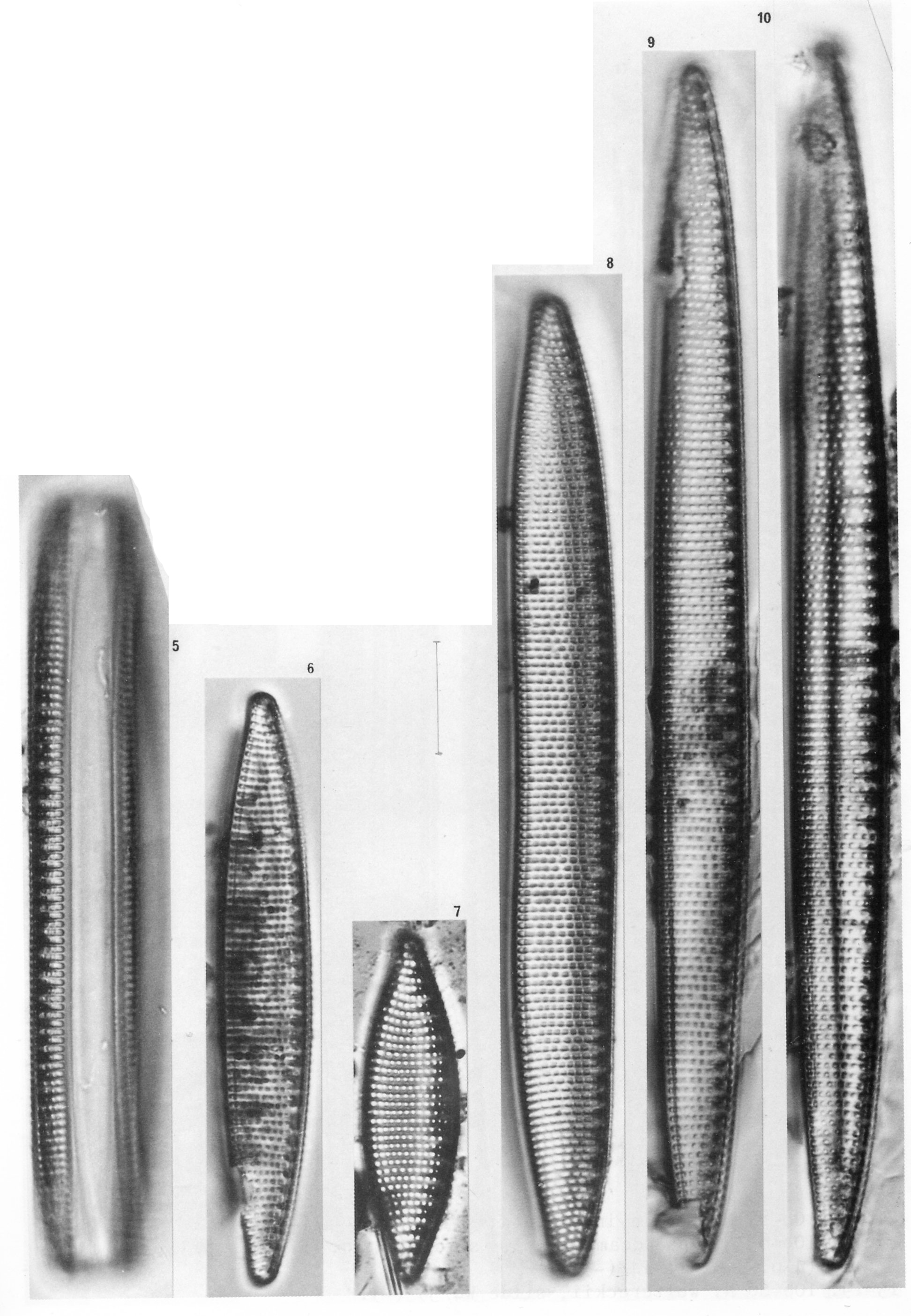 Niampibioides  Simonsen