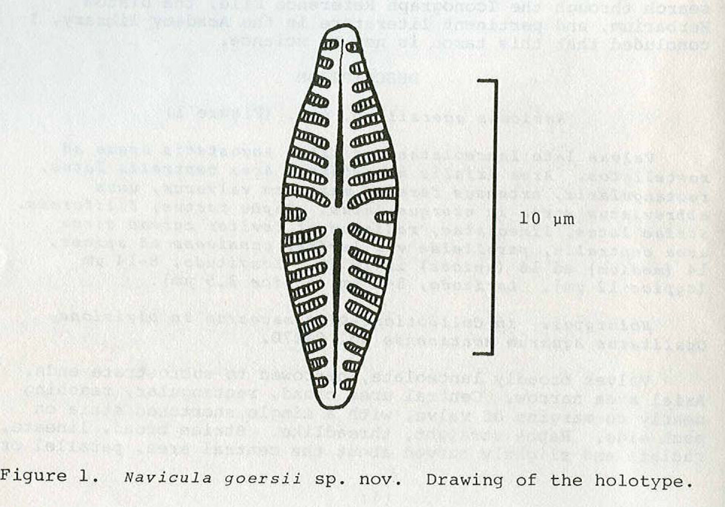 N Copy  Goersii Original Drawing