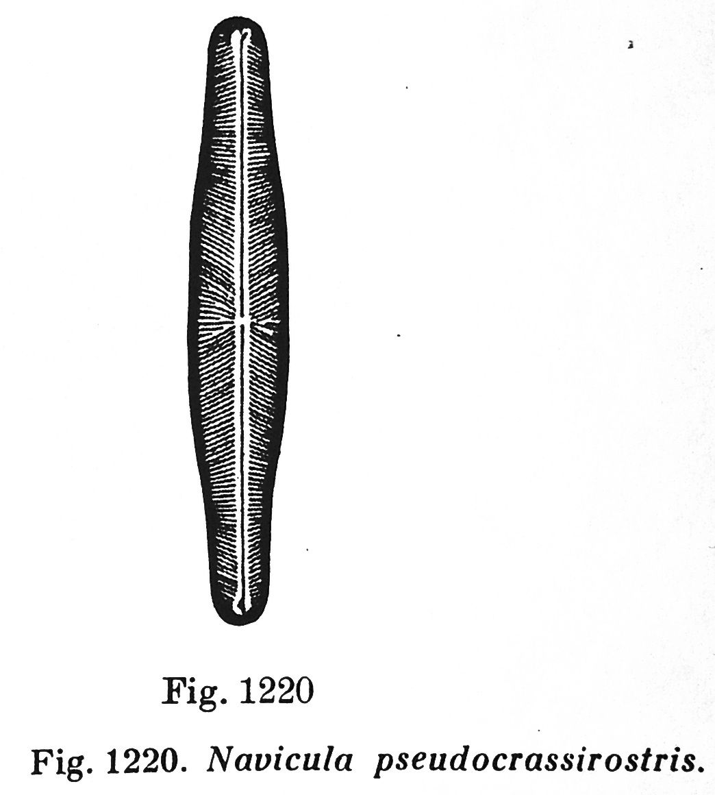 N Pseudocrassirostris  Hustedt1961