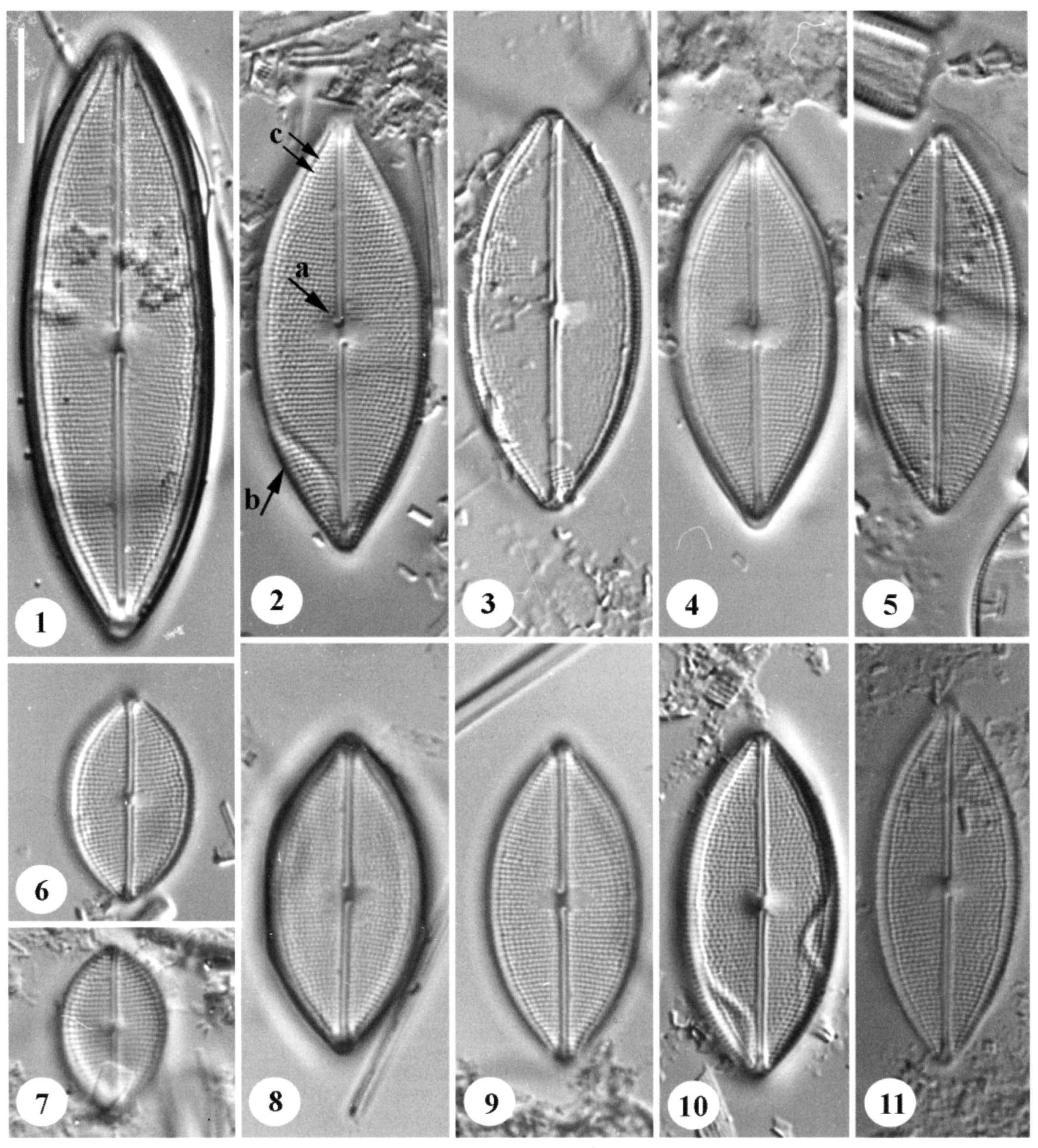 N Pseudodensestriatum  Orig Ill1