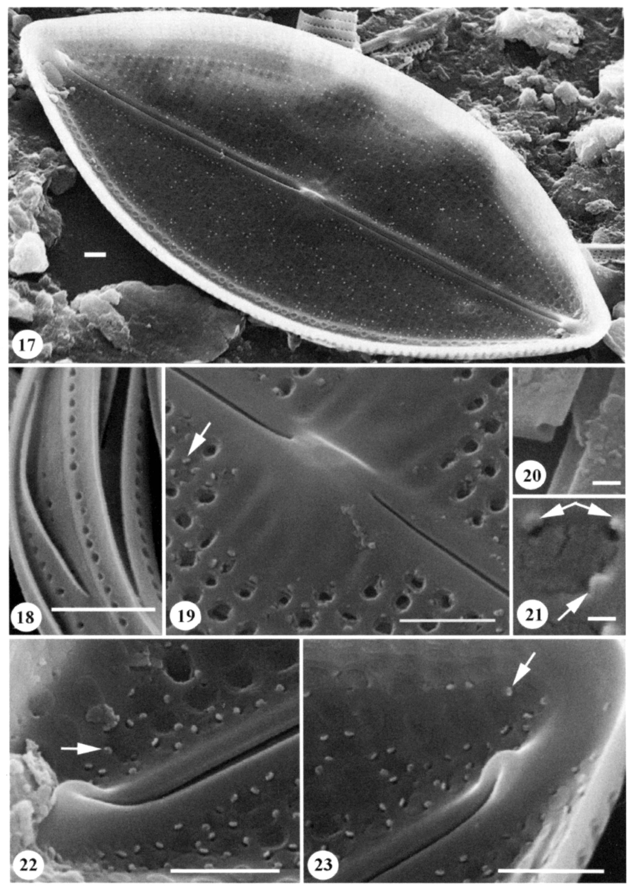 N Pseudodensestriatum  Orig Ill3