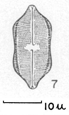 Napiculatum Constrictum  Orig Ill