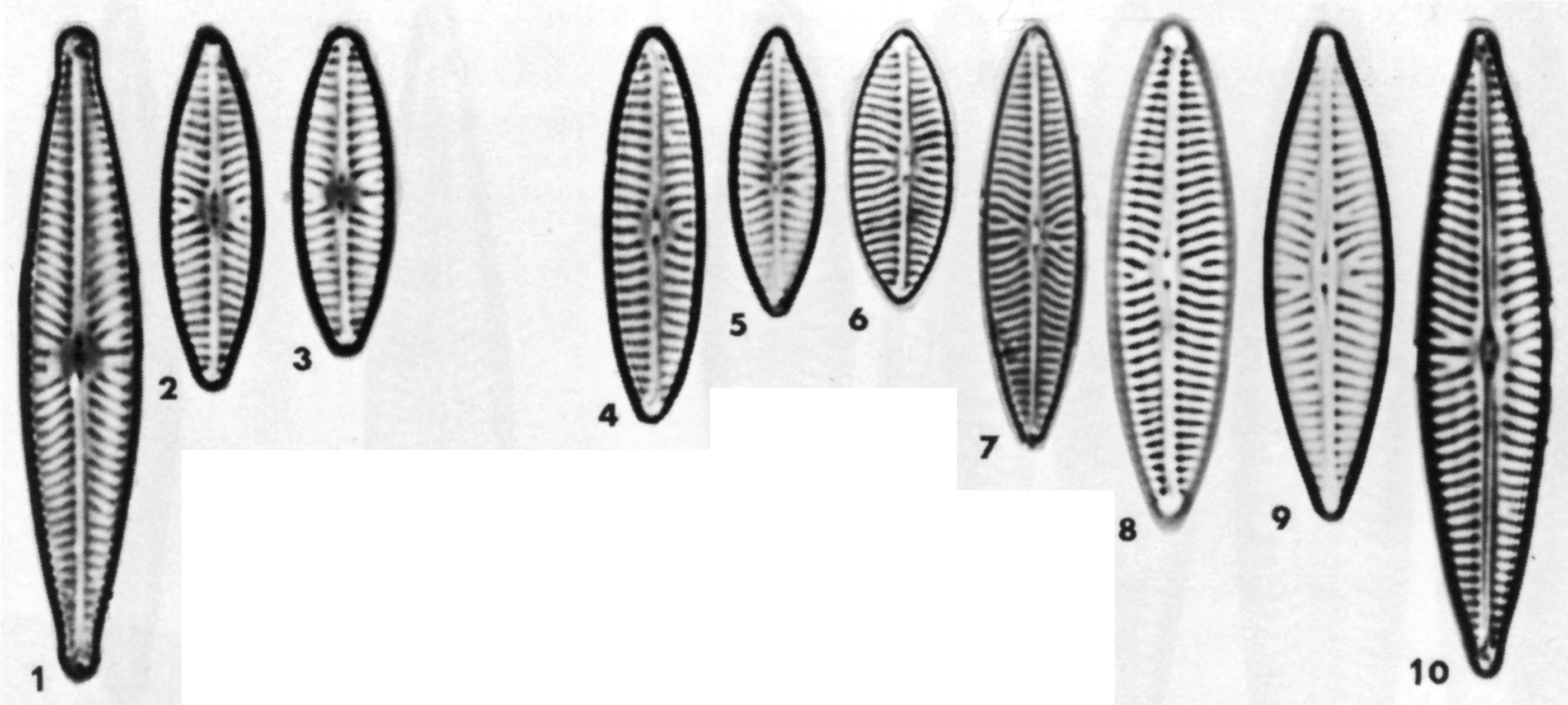 Navicula Cryptotenella  Ill2