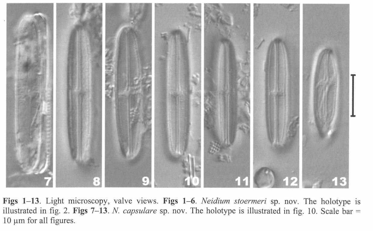 Neidium capsulare orig img