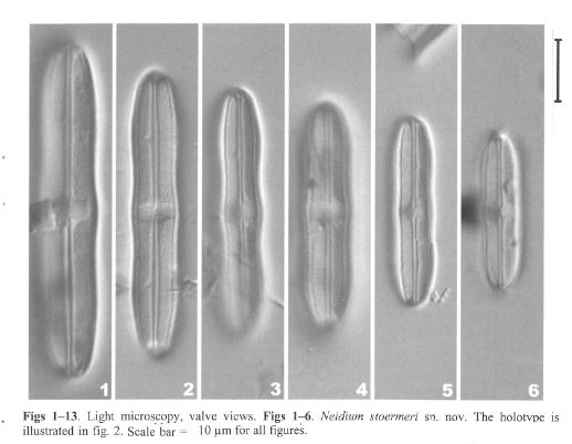 Neidium stoermeri original LMs