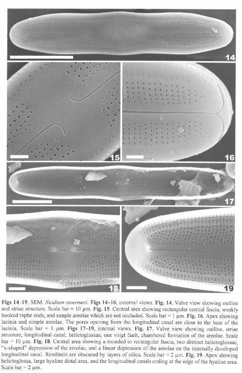Neidium stoermeri original SEM