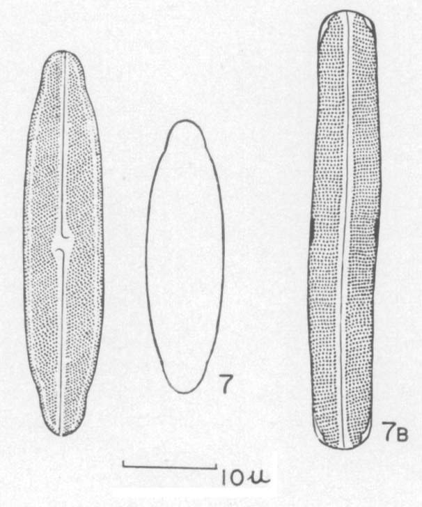 Nhercynicum Subrostratum  Orig Ill