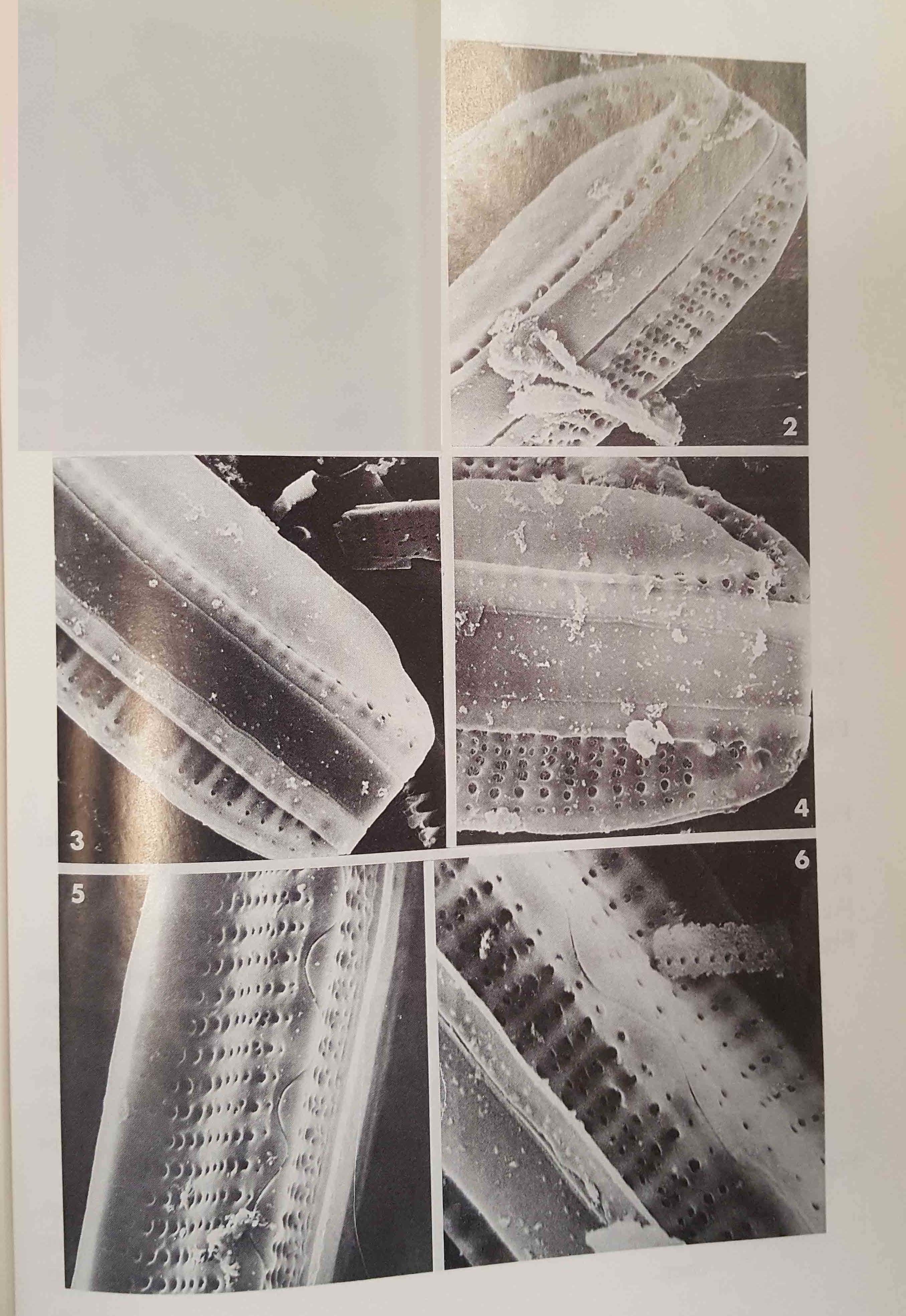 Nitzschia Serpentiraphe Orig Illus 01