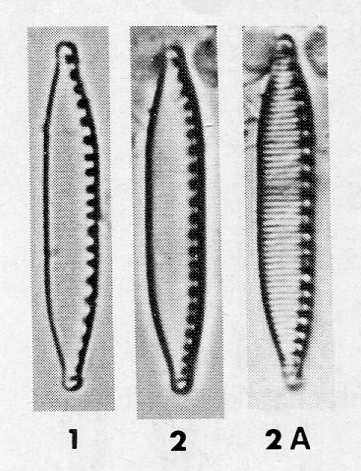 Nitzschia Perminuta Origimag001