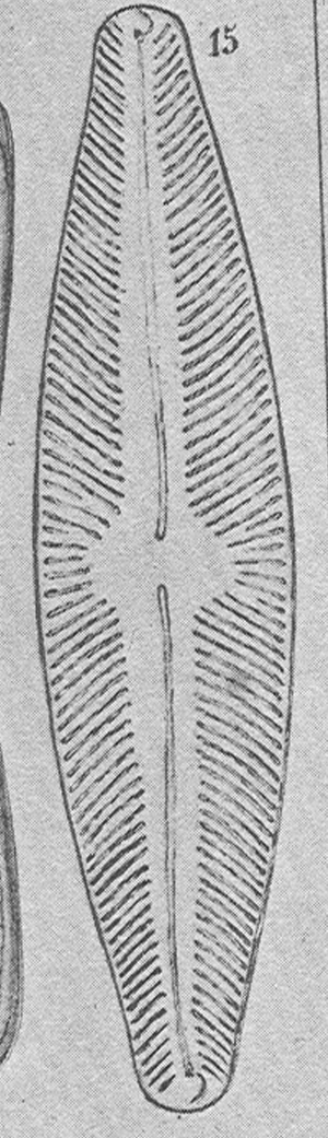 Nludlov Origimag