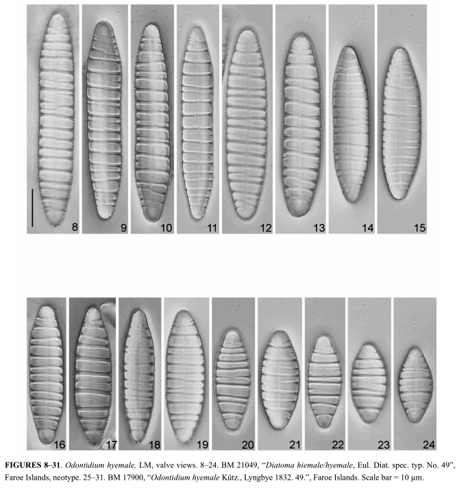 O Hyemale Orig Desc  Neotype Plate1